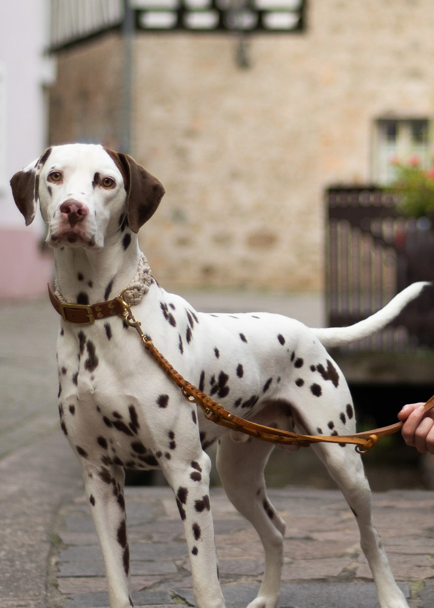 Hundebegegnung