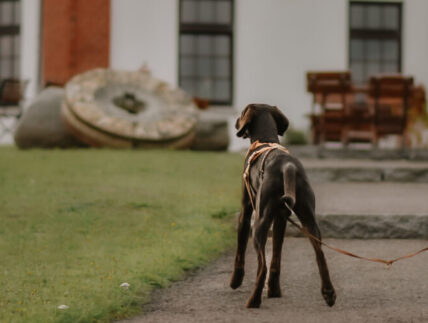 Trennungsstress alleine bleiben hund