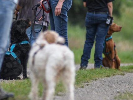 hundebegegnung begegnungstraining hund pöbelt