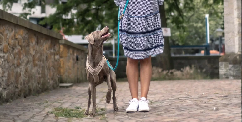 Alltagstraining alltagstraining in weinheim mit dogflair