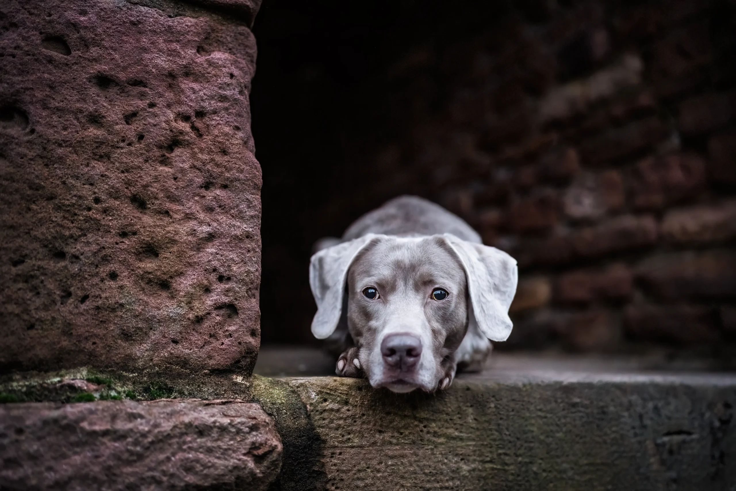 Hund zeigt ein Fundstück beim Anti-Giftköder-Training an