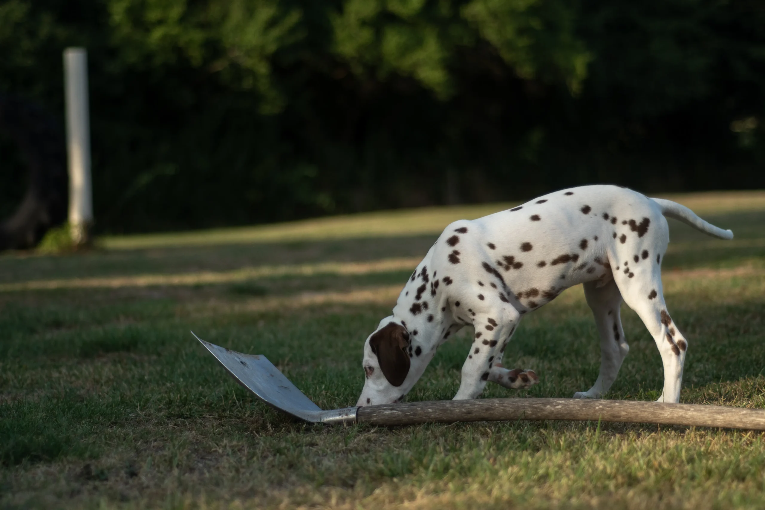 Viele Hunde haben gelernt, Fressbares draußen eigenständig aufzunehmen, oft schneller, als wir reagieren können. In diesem Kurs lernst du, wie dein Hund draußen sicherer wird und gefährliche Dinge zuverlässig liegen lässt oder anzeigt, statt sie aufzunehmen.