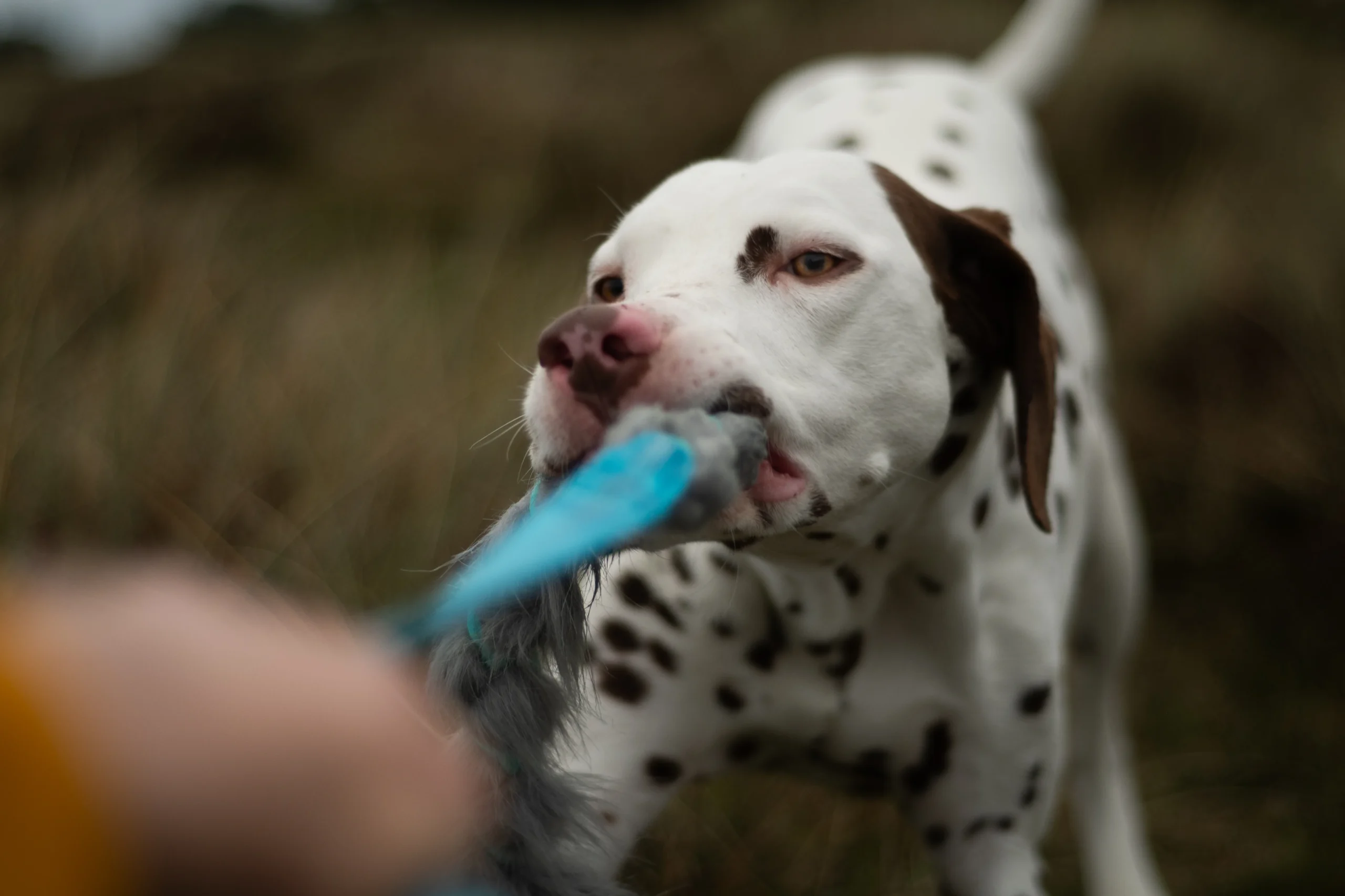 Online-Verhaltensanalyse bei Dogflair