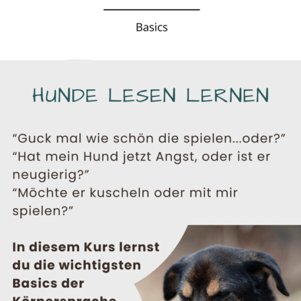 Köpersprache Basics – Hunde lesen lernen