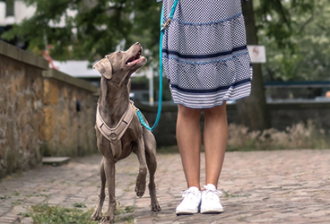 Lockere Leine in allen Lebenslagen bedeutet mehr, als nur ein Signal zu kennen. Du lernst, warum dein Hund nicht "mit Absicht" zieht, wie seine Erregung die Leinenführigkeit beeinflusst und wie modernes Training ohne Druck für echte Orientierung an dir sorgt.