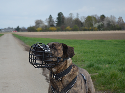 Hund Aggressionsverhalten Training Weinheim Nina Hellriegel