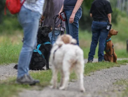 Hundebegegnung