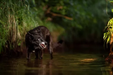 Training für Problemhunde in Weinheim und Mannheim.