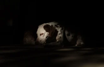 Für Hunde, die sich zurückziehen, erstarren, ausweichen, fliehen, oder in Situationen schnell überfordert sind. Egal ob generell, oder in bestimmten Situationen, ob es bestimmte Geräusche oder alle sind.