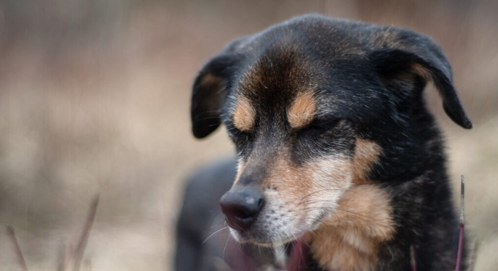 Training und Verhaltenstherapie für Angsthunde und Tierschutzhunde.