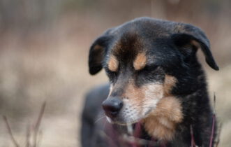 Training und Verhaltenstherapie für Angsthunde und Tierschutzhunde.