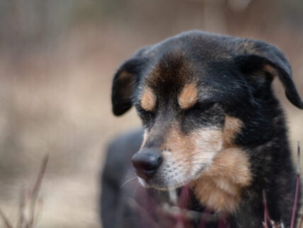 Training und Verhaltenstherapie für Angsthunde und Tierschutzhunde.