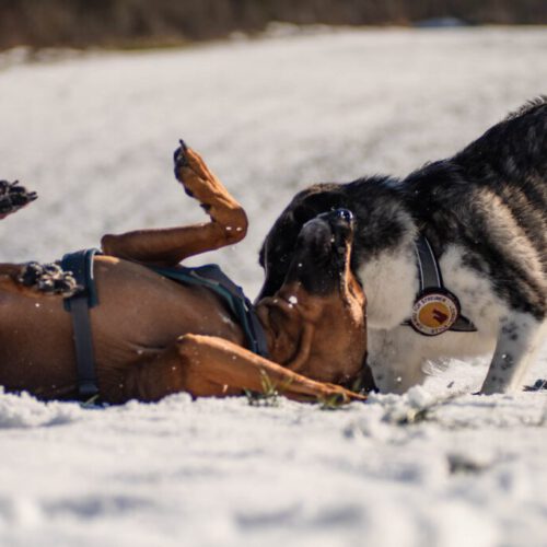 Verhaltensberatung Dogflair