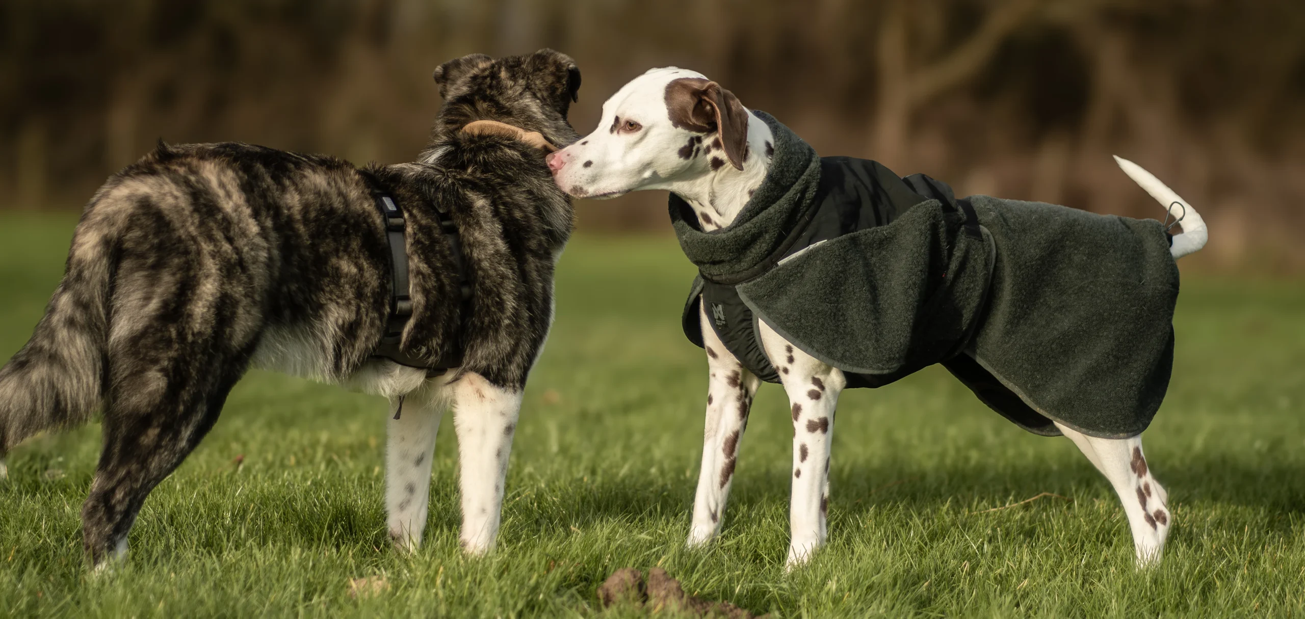Hundebegegnungen