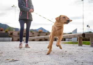 Hundebegegnungen entspannt meistern in der Hundeschule Dogflair in Weinheim