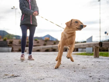 Hundebegegnungen entspannt meistern in der Hundeschule Dogflair in Weinheim