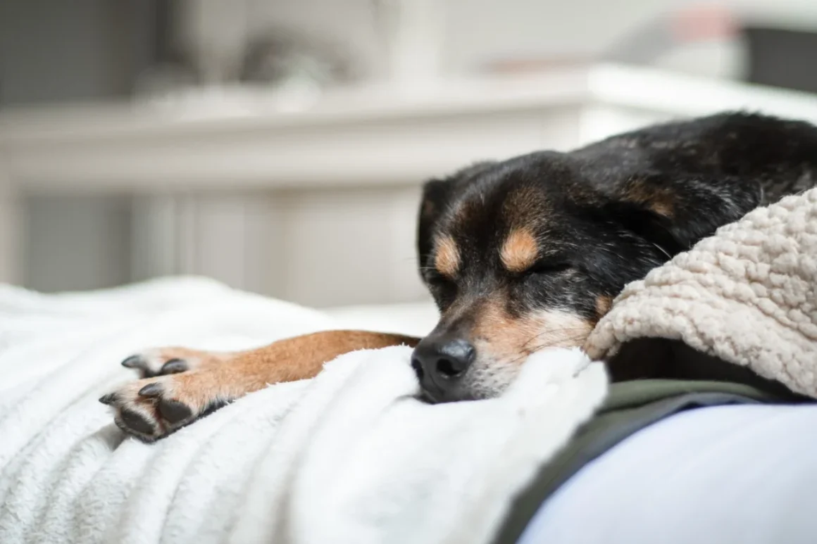 Silvester – Verringere die Angst deines Hundes