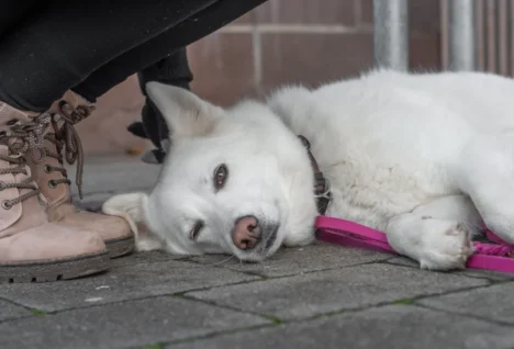 In diesem Training festigen wir Leinenführigkeit, Rückruf und Entspannung genau dort, wo das Leben passiert – vom Wald bis zur Einkaufspassage. Du lernst, das Erregungsniveau deines Hundes zu steuern und souverän durch jeden Alltag zu navigieren.