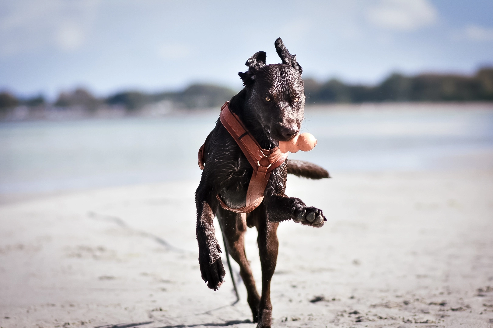 Viele Hunde haben gelernt, dass sich Zurückkommen nicht immer lohnt, wenn draußen etwas Spannenderes passiert. In diesem Training lernst du, wie dein Hund auch in solchen Situationen wieder zuverlässig zu dir zurückkommt.