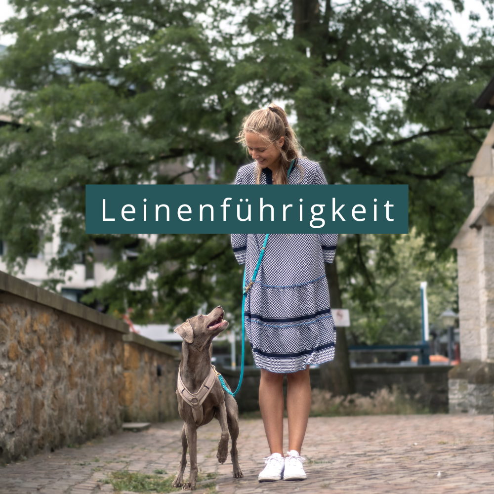 Leinenführigkeit Quadrat