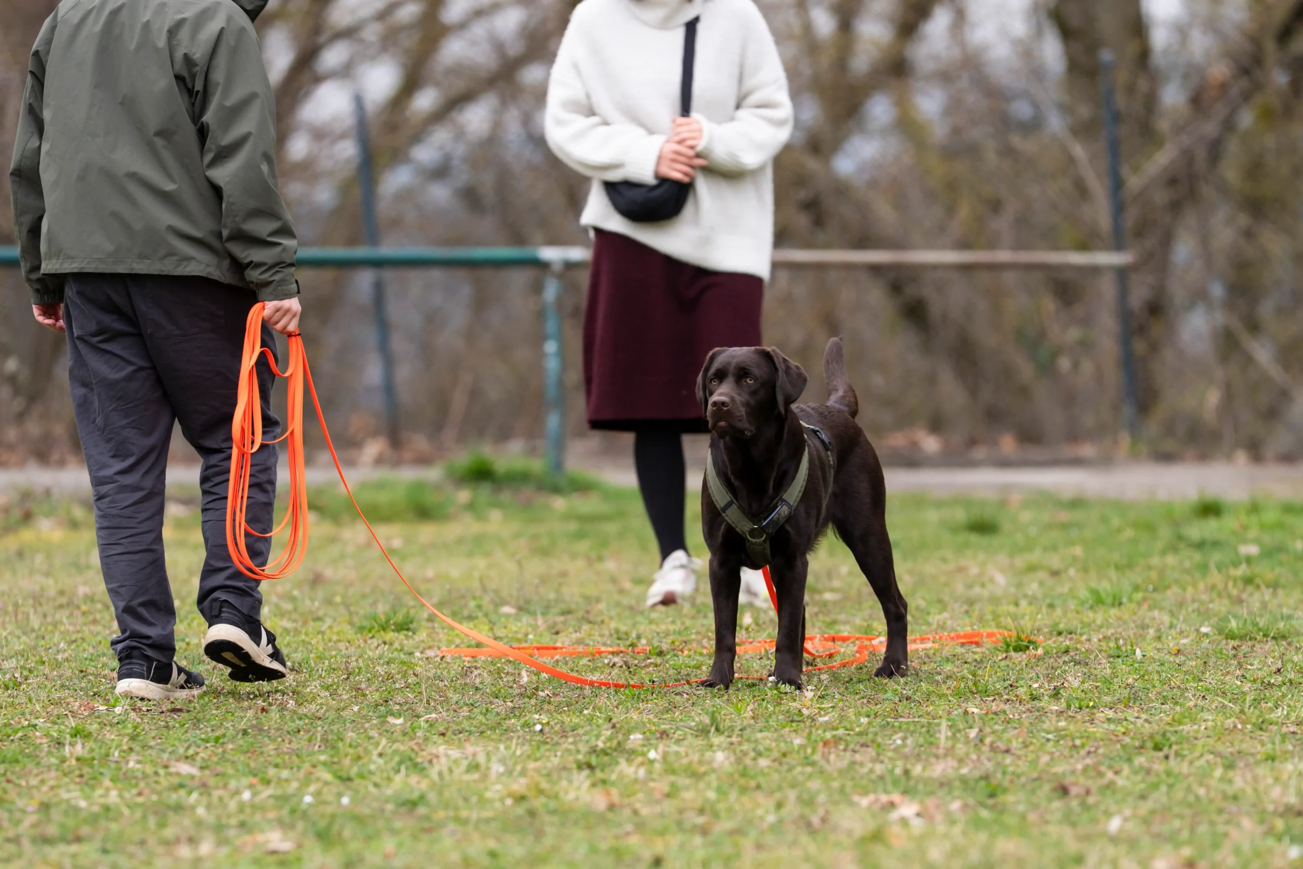 Rückruftraining mit Schleppleine