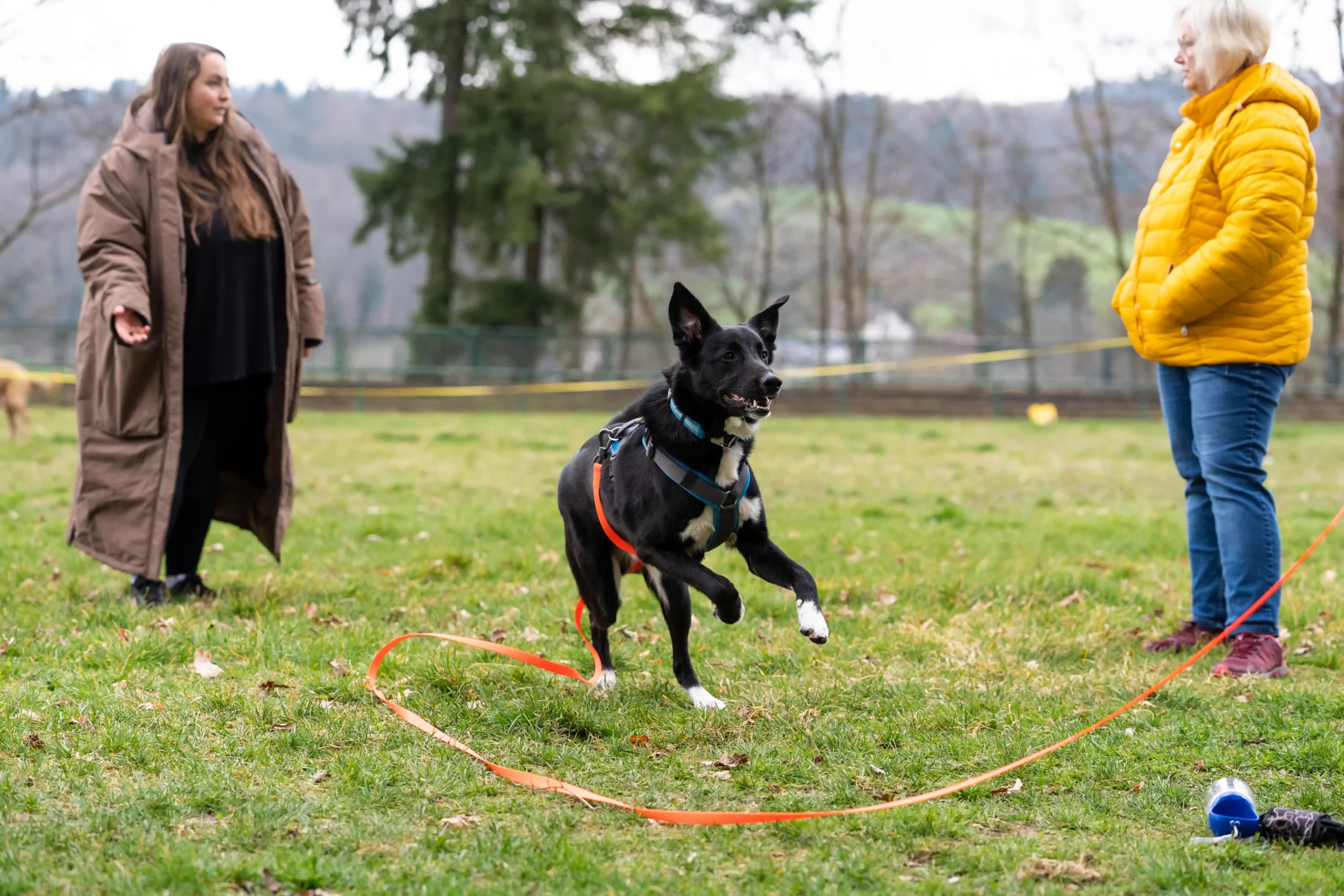 Individuelles Rückruftraining