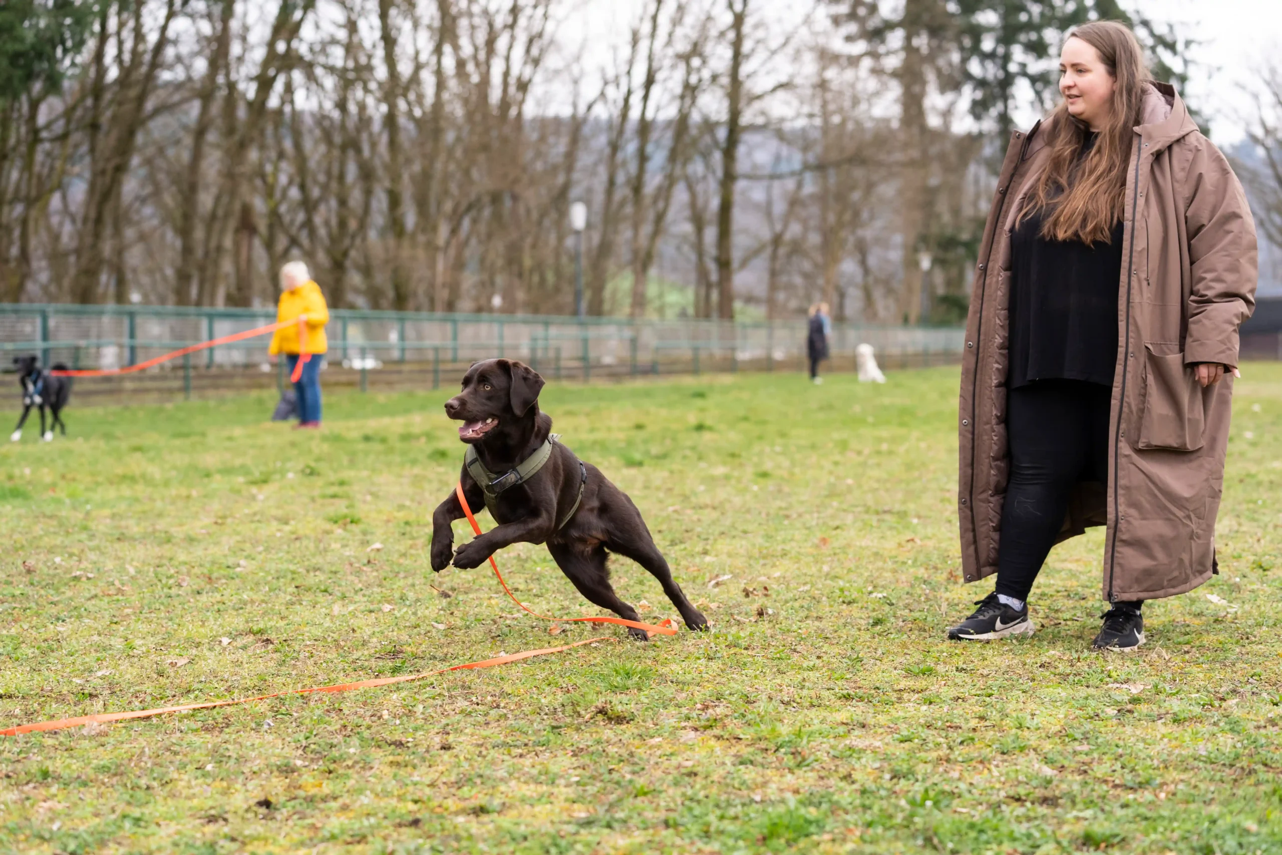 Hund läuft beim Rückruftraining zu seinem Menschen
