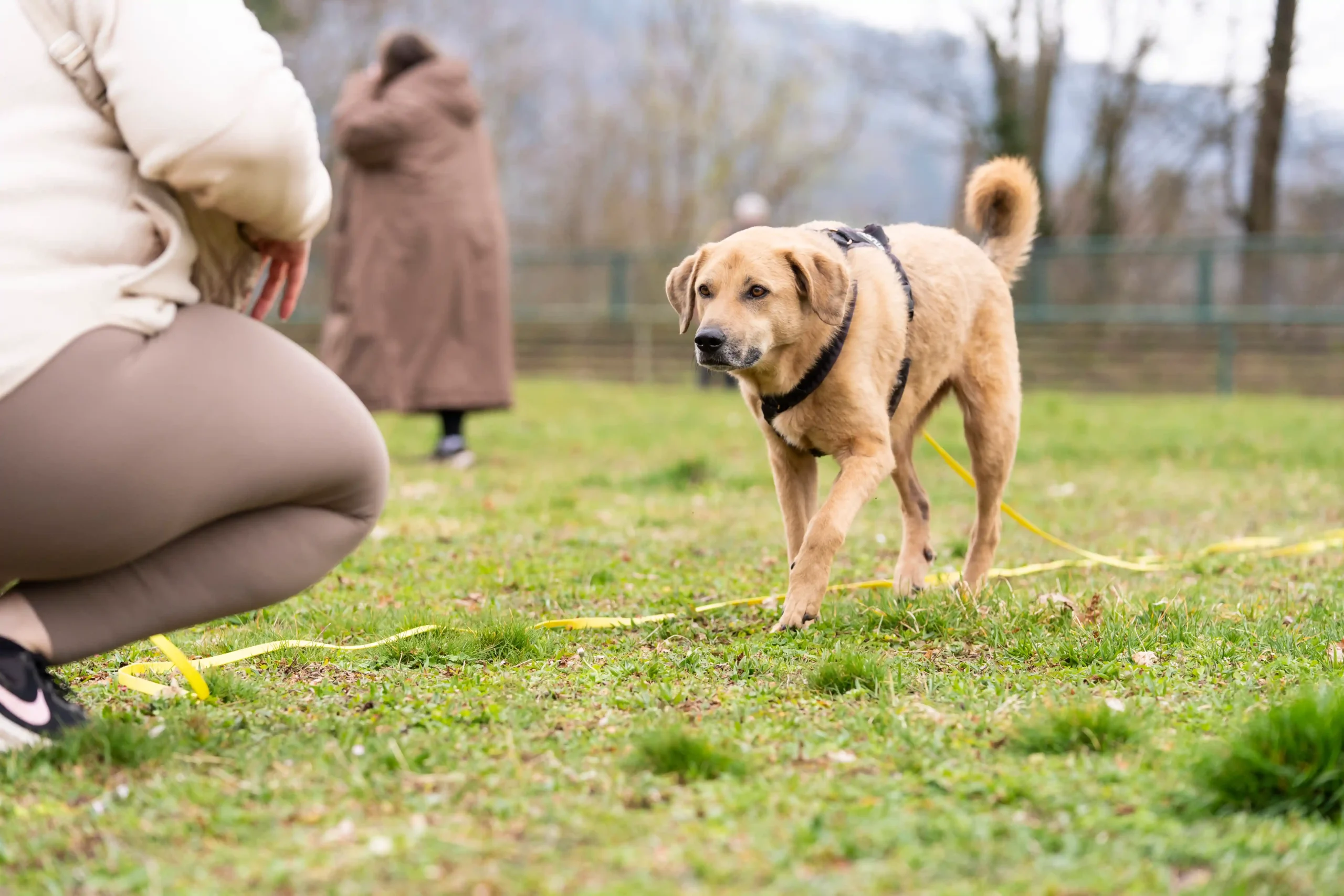Zwei Mensch-Hund-Teams beim Rückruftraining