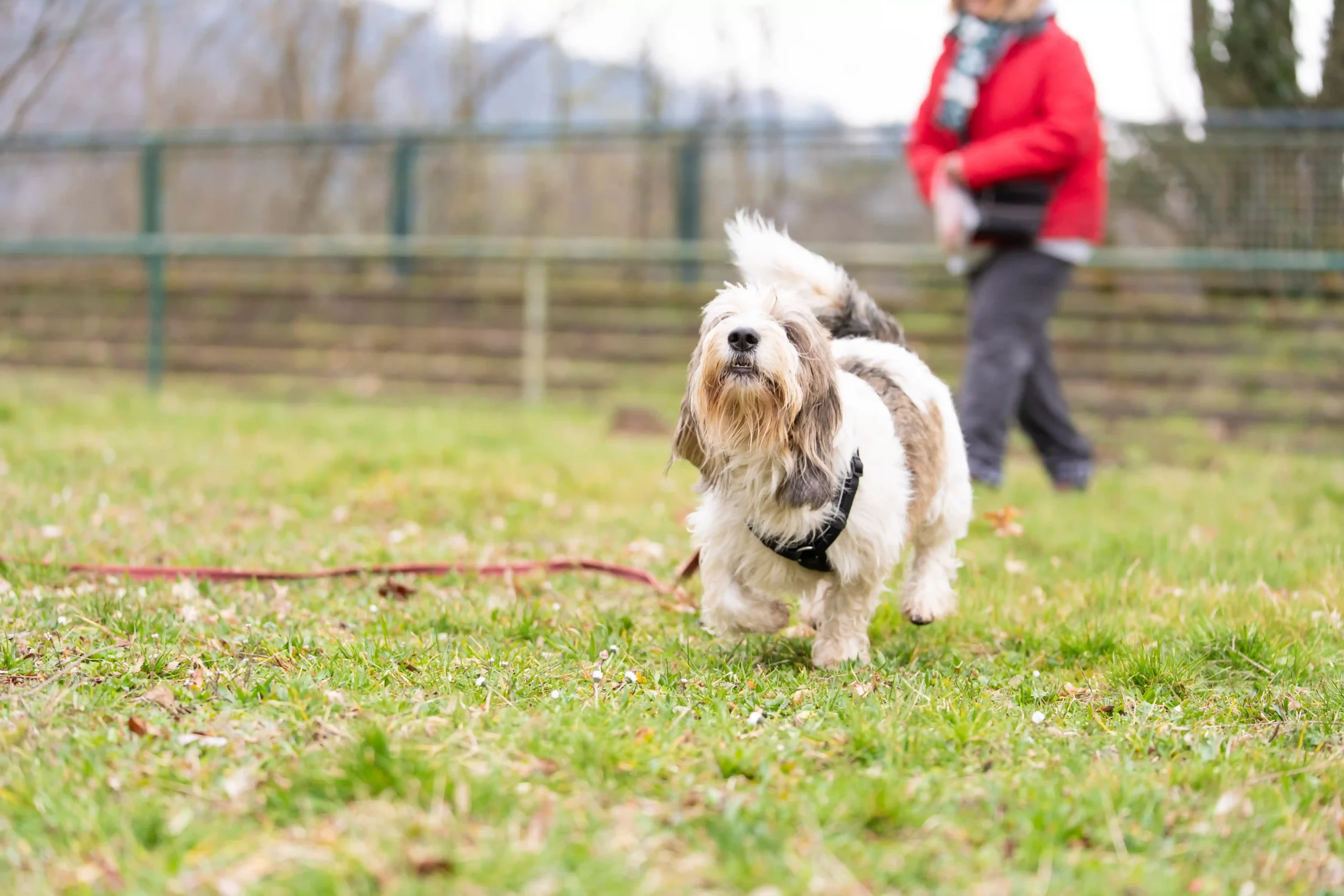 Duo-Rückruftraining mit zwei Hunden
