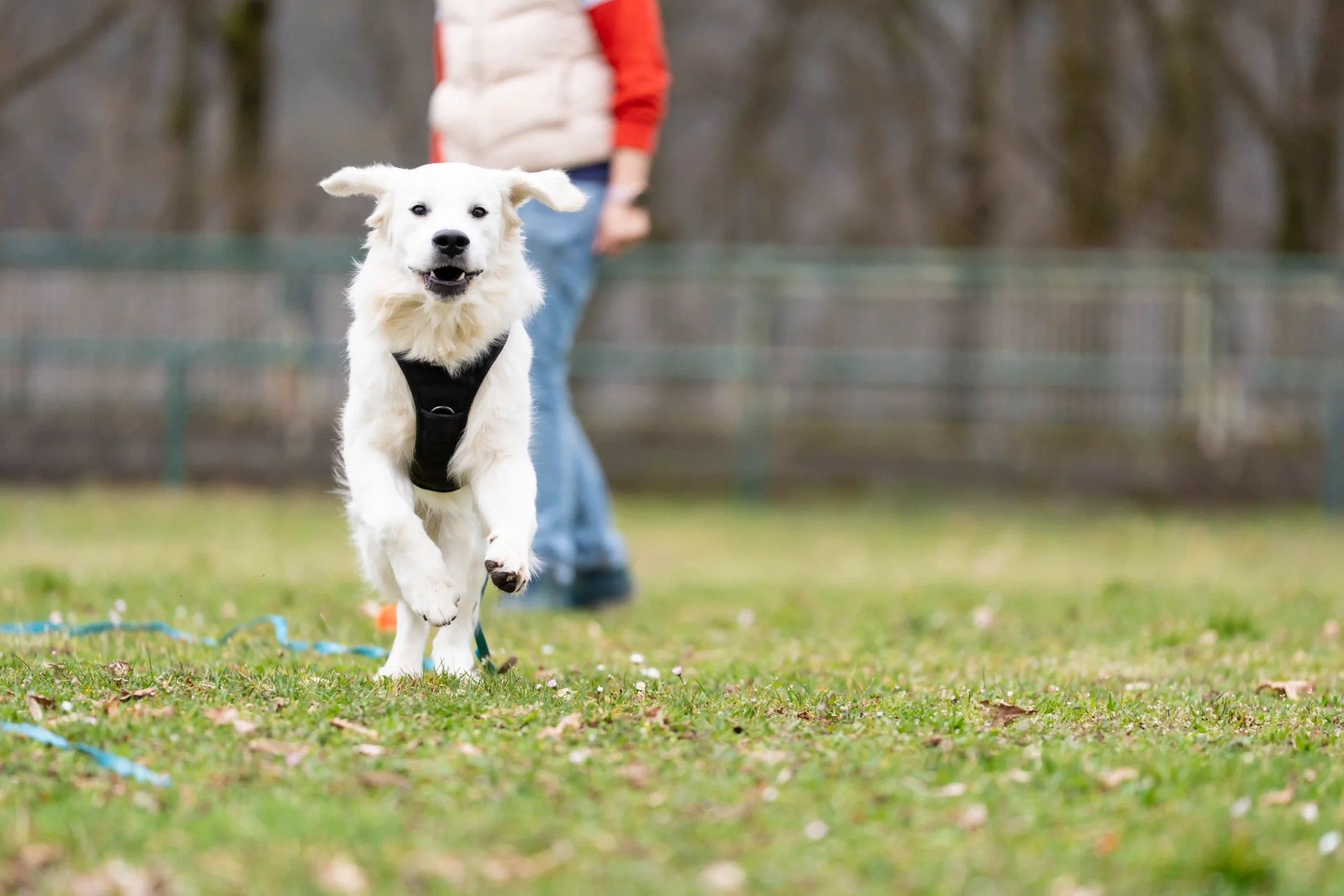 Hund läuft beim Rückruf zu seinem Menschen