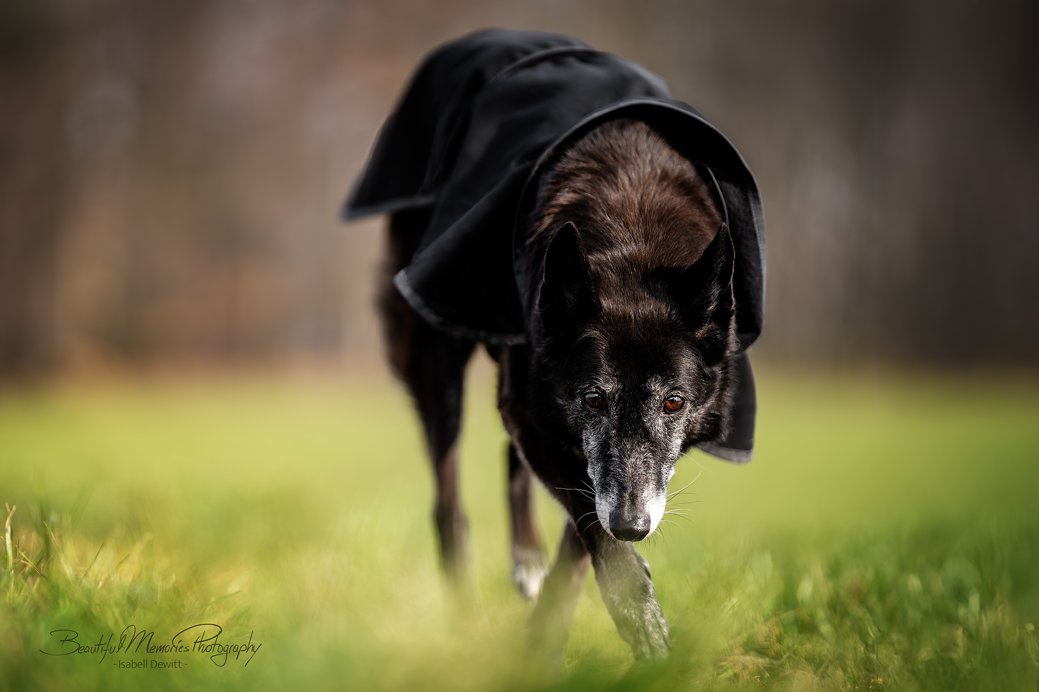 Mensch und Tierschutzhund gemeinsam im Alltag