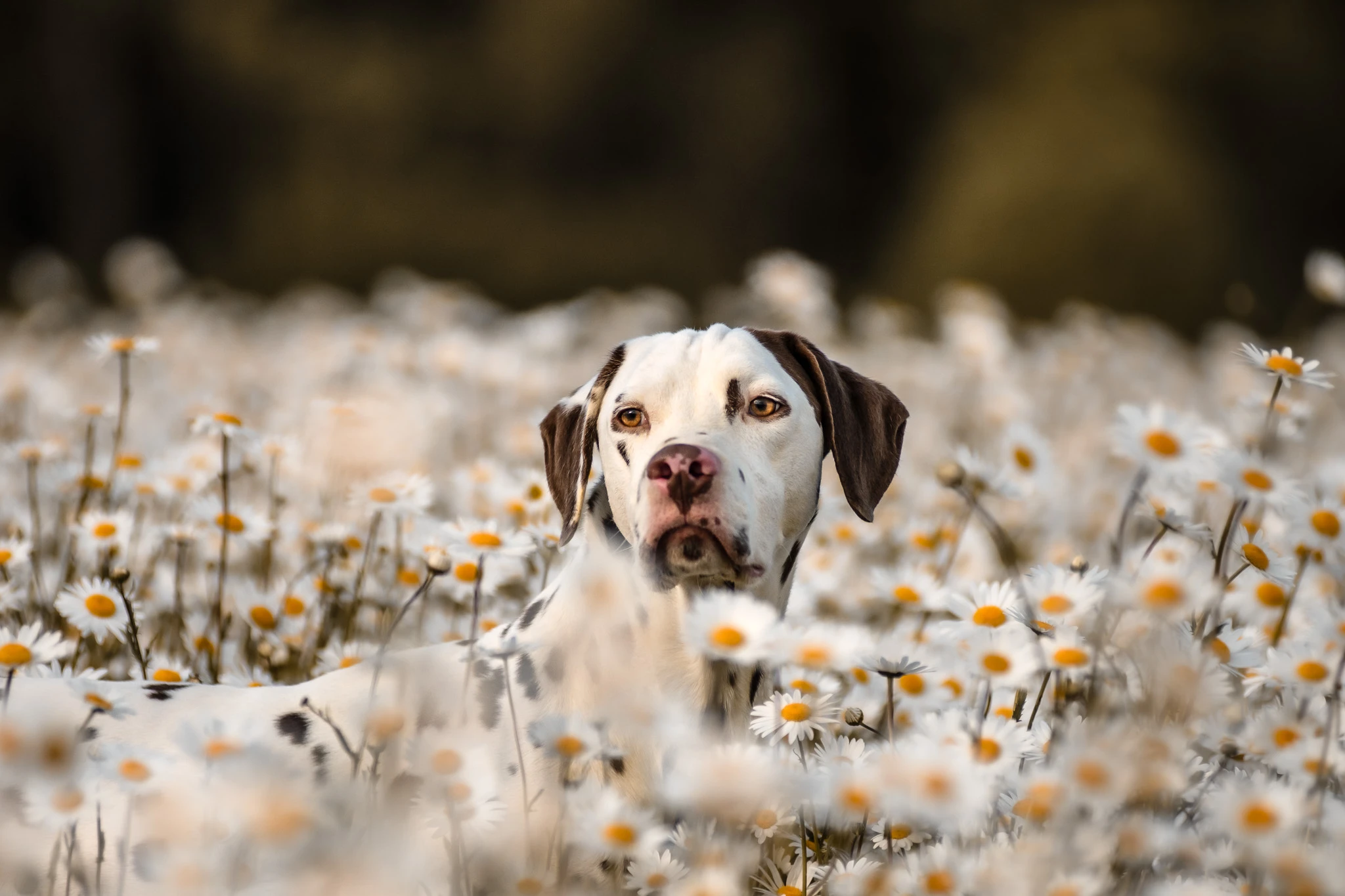 Dogflair Trainerin begleitet Hundekontakte