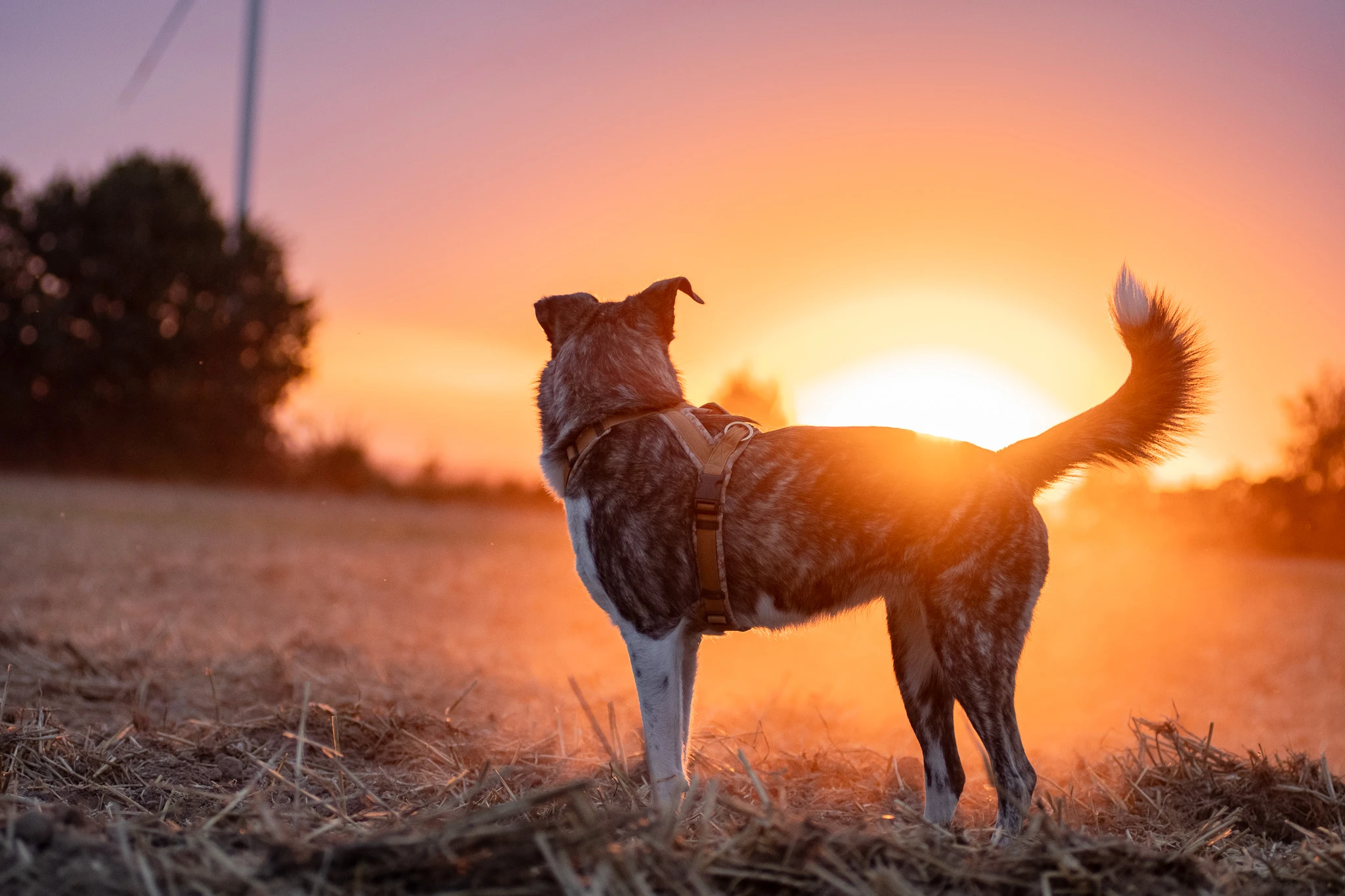 Tierschutzhund im Training bei Dogflair